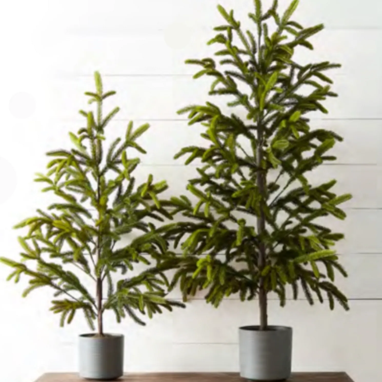 Raz 47" or 60" Potted Noble Fir Tabletop Christmas Tree